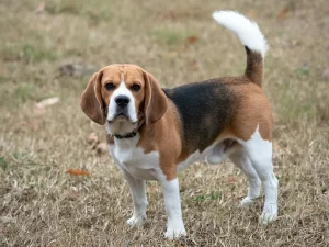 beagle