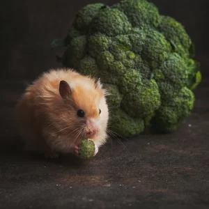 hamster cuidados simples