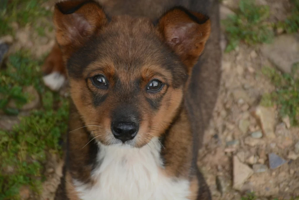 pets reconhecem o próprio nome