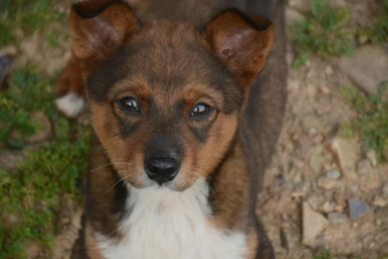 pets reconhecem o próprio nome