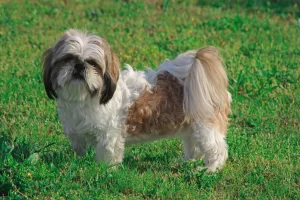 shih-tzu
