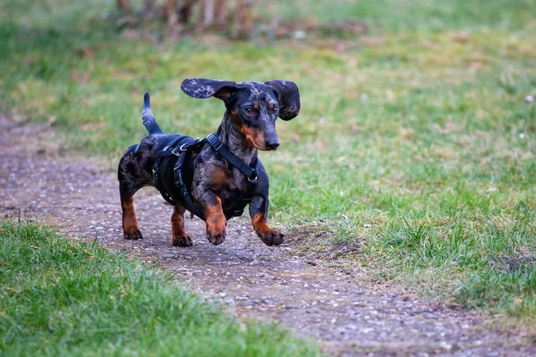 dachshund