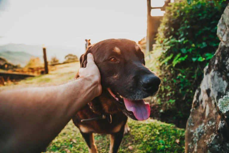 acessórios tutores de cachorro