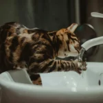 gatos bebem água da torneira
