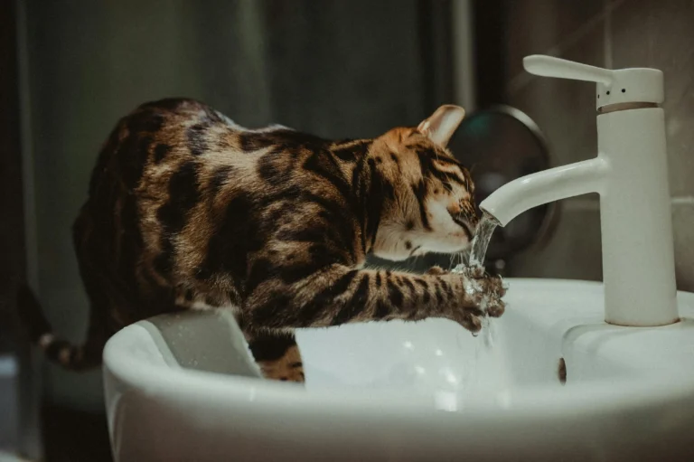 gatos bebem água da torneira