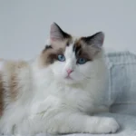 ragdoll