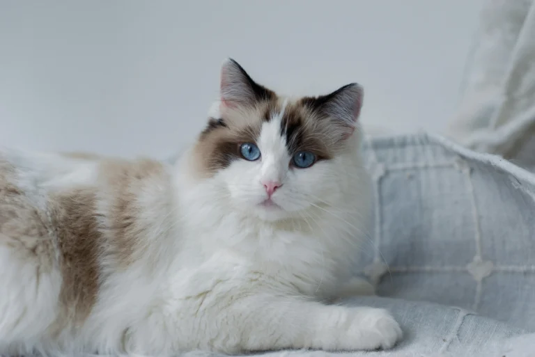 ragdoll
